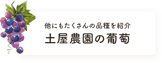 土屋農園の葡萄