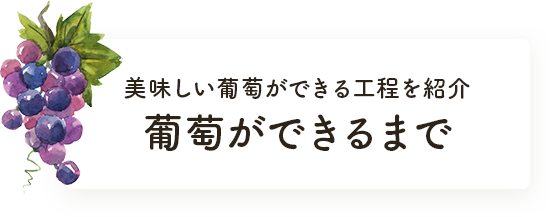 葡萄ができるまで