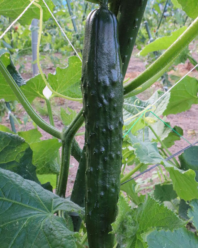 野菜