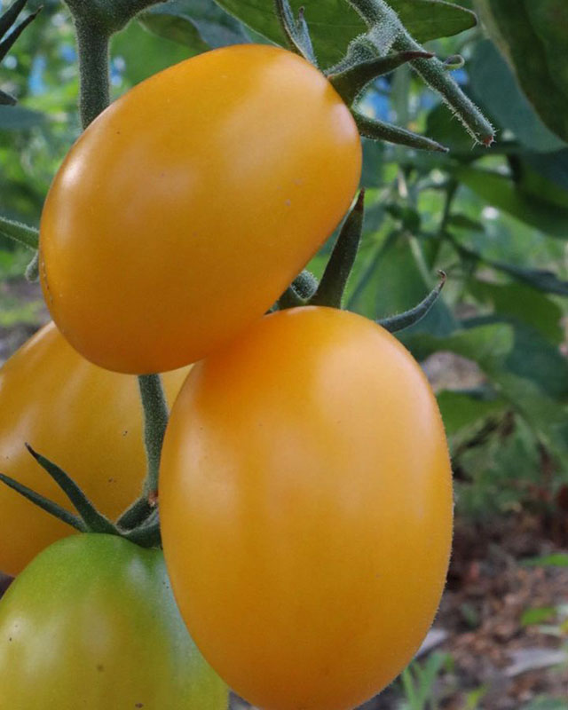 野菜
