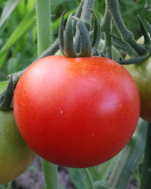 野菜